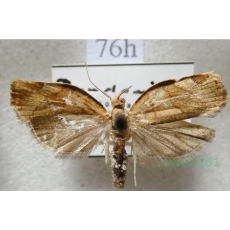 Pandemis cerasana (Hübner, 1786) Zwójkówka porzeczkóweczka Czech76h